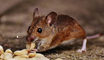 24 Hour & Emergency Exterminators in Slovac, AR